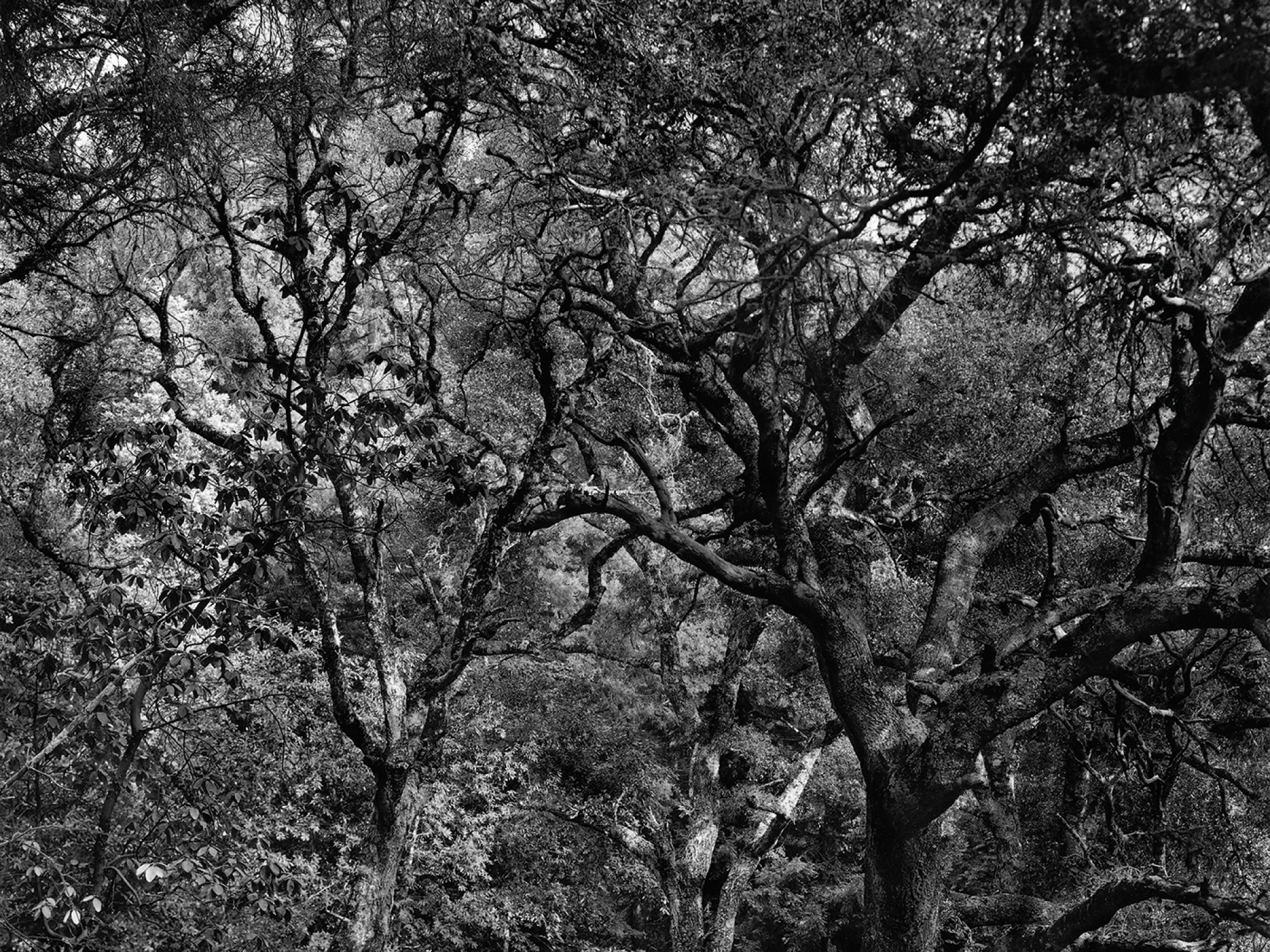 la mémoire des arbres, theatre national, bruxelles, Fabrice murgia, artara, theatre, szenik,