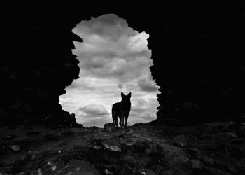 Un loup pour l’homme