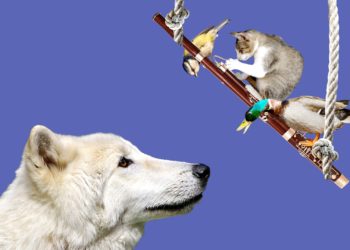 PETER UND DER WOLF
