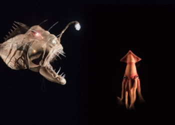 20 000 LIEUES SOUS LES MERS