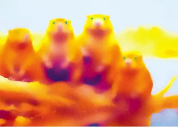 Présentation en petit comité