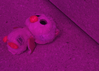 Revue. Über das Sterben der Arten