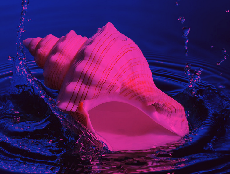 Das Festmahl der Spinne