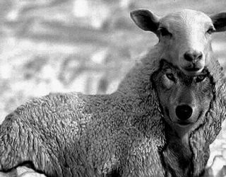 Un loup pour l’homme